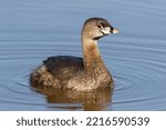 Pied-billed grebe in wetland, Marion County, Illinois.