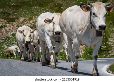 "Piemontese" race is a bovine perfect both for milk and meat production. To assure the best life and quality in the production, every june the cows are brought to graze high on the Mountains. Line. - Shutterstock ID 2133501919