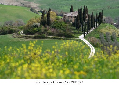 Pienza, Italy - April 16, 2021: Podere Belvedere in spring season, in the heart of the Tuscany. Val d'Orcia. Yellow rape and canola flowers with the Villa Belvedere on background.