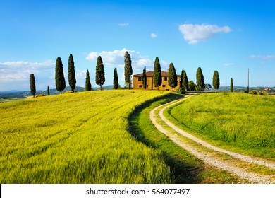 PIENZA, TUSCANY / ITALY - MAY 29, 2015: Iconic farmland I Cipressini, italian cypress trees and rural white road in spring, wheat cultivation on the side. Located in Siena countryside.