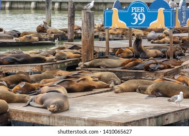 Pier 39, San Francisco, CA, USA. Sea Lions On The Wooden Boards. Symbol Of American City And Tourist Attraction On A Foggy Day. Animals Are Heated On Wooden Platforms. 