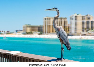 Pier Clearwater Beach Florida USA