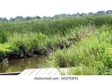 A Pier In The Freshwater Marsh At The Russell W. Peterson Urban Wildlife Refuge In Wilmington, Delaware