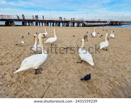 pier Molo in Sopot. white swans on coast of  Baltic Sea. Poland