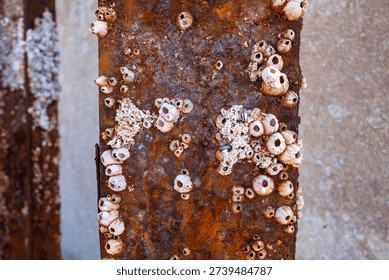 Pier pillars with shellfish attached, pulled from the sea