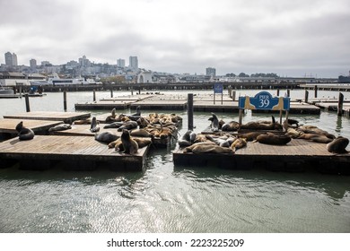 Pier39 In San Fransico With Sealion