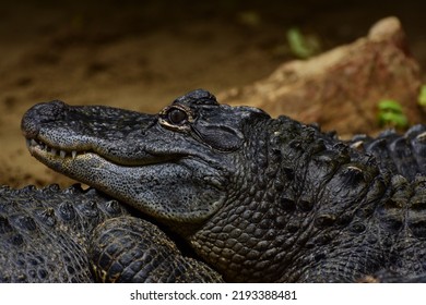 The Piercing Eyes Of The Alligator