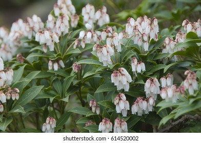 Pieris Japonica Cupido