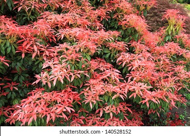 Pieris Japonica Images Stock Photos Vectors Shutterstock