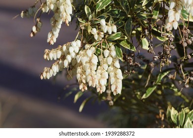 Pieris (Pieris Japonica Variegata). Heath, Heather Family (Ericaceae). Flowering In The End Of The Winter, Spring. Netherlands, March                               