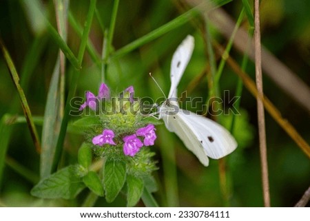 Pieris rapae, cabbage white butterfly on Clinopodium vulgare, wild basil. Spreading wings.