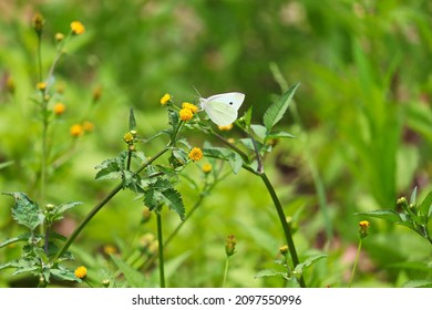 Pieris rapae is a small to medium sized butterfly species of the whites and yellows family Pieridae. It is known in as the cabbage white butterfly.