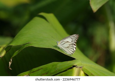 Pieris rapae is a small to medium sized species of butterfly from the Pieridae and yellow families
