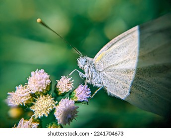 Pieris rapae is a small to medium sized species of butterfly from the Pieridae and yellow families