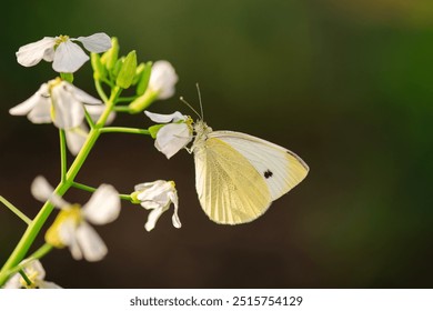 Pieris rapae is a small to medium sized butterfly species of the whites and yellows family Pieridae, also known as Cabbage White.