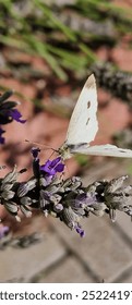 Pieris rapae is a small- to medium-sized butterfly species of the whites-and-yellows family Pieridae. It is known in Europe as the small white, in North America as the cabbage white or cabbage butterf