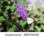 Pieris rapae, the small white, or cabbage white, is a small- to medium-sized butterfly from the family Pieridae. On this picture the butterfly is feeding on nectar from Buddleia flower.