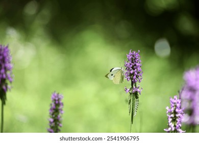 Pieris rapae. white butterfly sitting on pink wildflowers. summer season. beautiful delicate butterfly on a flower close-up. Blurred light background. insects in nature, macro photo. - Powered by Shutterstock