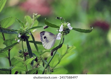 Pieris rapae is a small- to medium-sized butterfly species of the whites-and-yellows family Pieridae.