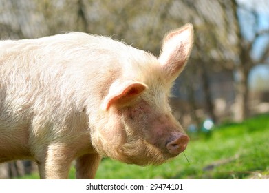pig