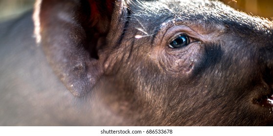 pig 