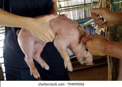 pig animal injection by vaccine through syringe at pig's neck for illness protection and healthy 