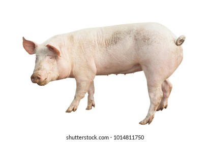 Pig Animal Isolated On White