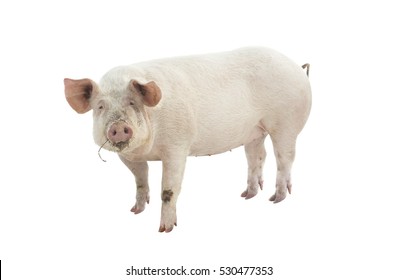 Pig Animal Isolated On White  