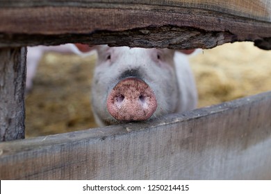 Pig At Animal Sanctuary