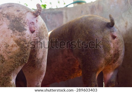 Buttholes only up close consider Opinion Buttholes only up close that