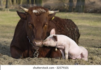 Pig Babe With His Friend