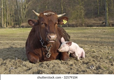 Pig Babe With His Friend