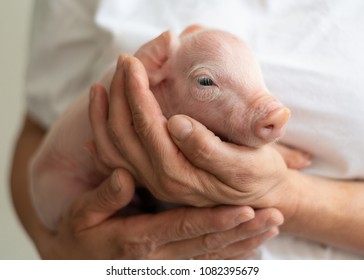 pig baby in hands, young animal, very nice