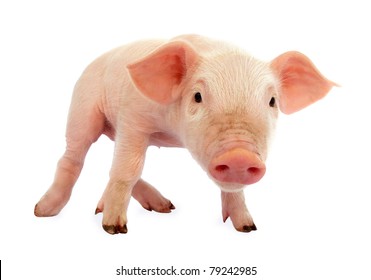 Pig Baby Piglet