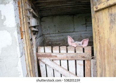 pig in a barn