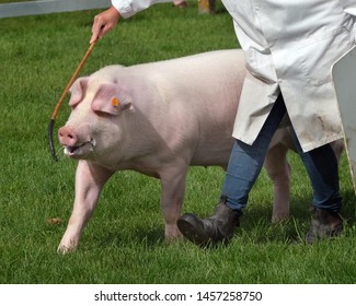 Pig being exhibited for judging at agricultural show.