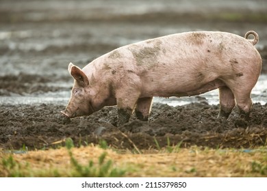 Pig being reared outdoors in natural environment and allowed to forage and wallow in mud.  One young female pig or gilt facing left.  Horizontal.  Copy space.