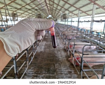 Pig blood in a tube, pig farm blood draw for virus in the lab.