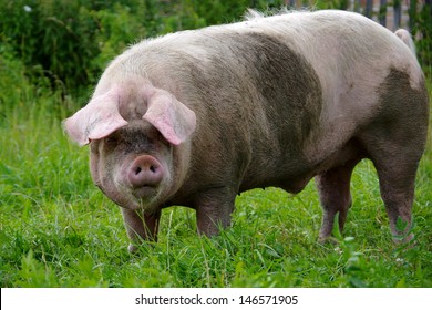 Pig boar