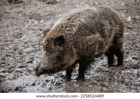 A pig boar feeding and grazing in mud or durt alone in a park  or forest. A dirty wild boar portrait in sepia. A dangerous and ungly creature for hunting. A furry pig warthog, wildlife of a swine.