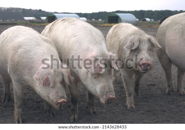 Pig breeding in England, group of\
pigs with pig huts in background, British Landrace\
pigs.