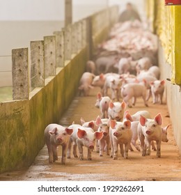 Pig Breeding Farm Pig Piglets