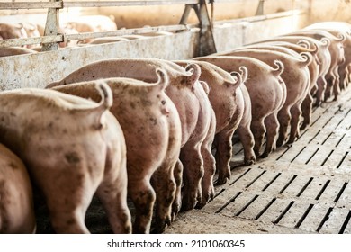 Pig breeding and farming. A pigs' butts and tails. Pigs are eating food.