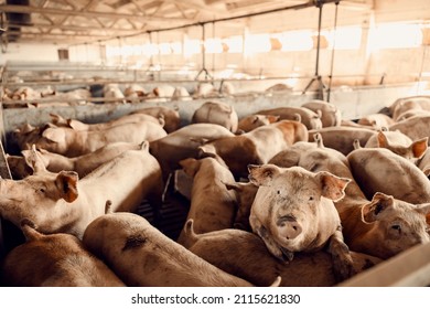 Pig breeding and farming. A lot of pigs in their pen at a pig farm.