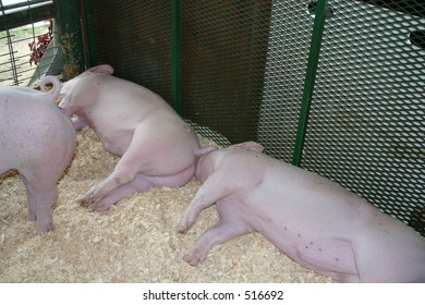 Pig butt kisser - Shutterstock ID 516692