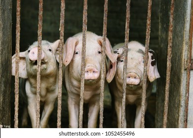 Image result for caged pig