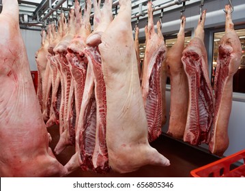 Pig Carcasses Cut In Half Stored In Refrigerator Room Of Food Processing Plant