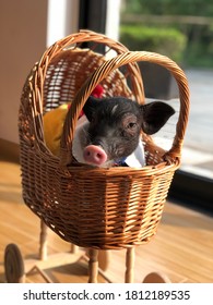 A pig in the cradle