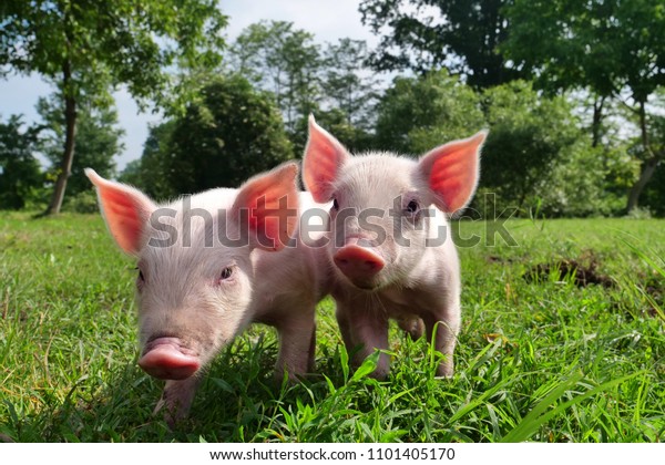 Cochon Mignon Nouveau Ne Debout Sur Une Photo De Stock Modifiable