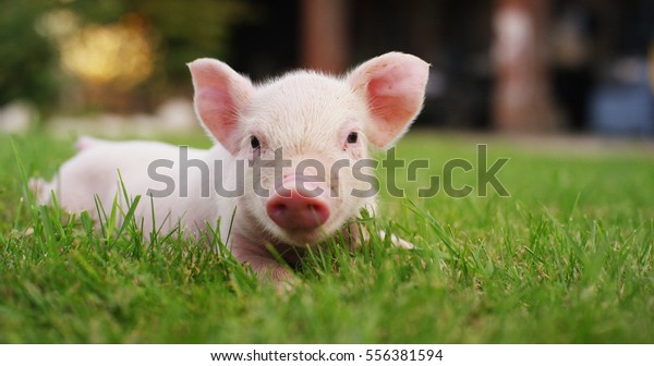 pig cute newborn standing on\
a grass lawn. concept of biological , animal health , friendship ,\
love of nature . vegan and vegetarian style . respect for nature\
.